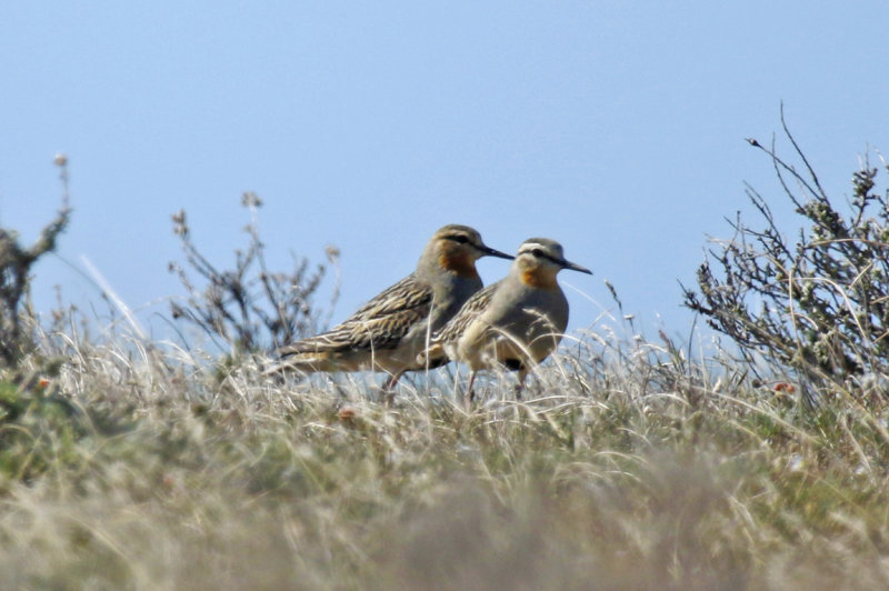 Tawny-throated Dotterel (Oreopholus ruficollis) Chile - Patagonia