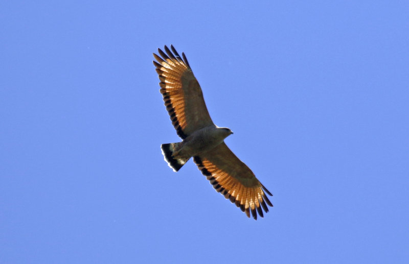 Savanna Hawk (Buteogallus meridionalis) Argentina - Entre Rios 