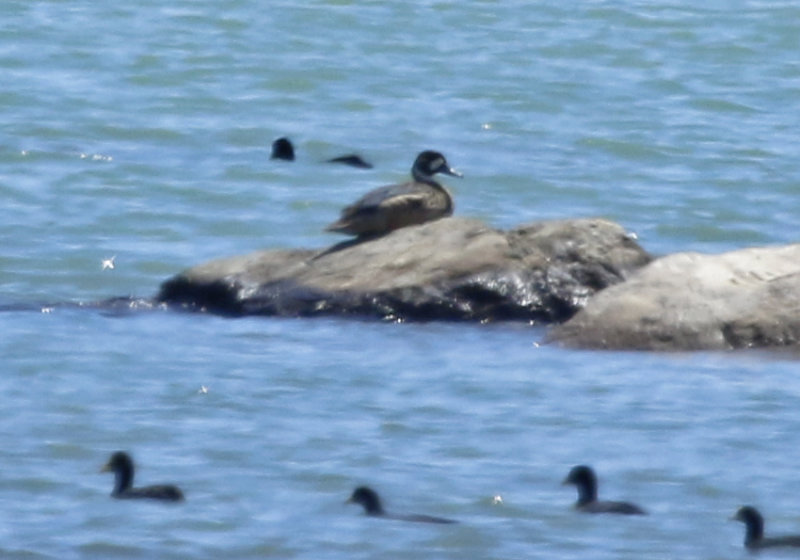 Bronze-winged Duck (Speculanas specularis) Chile - Maule 