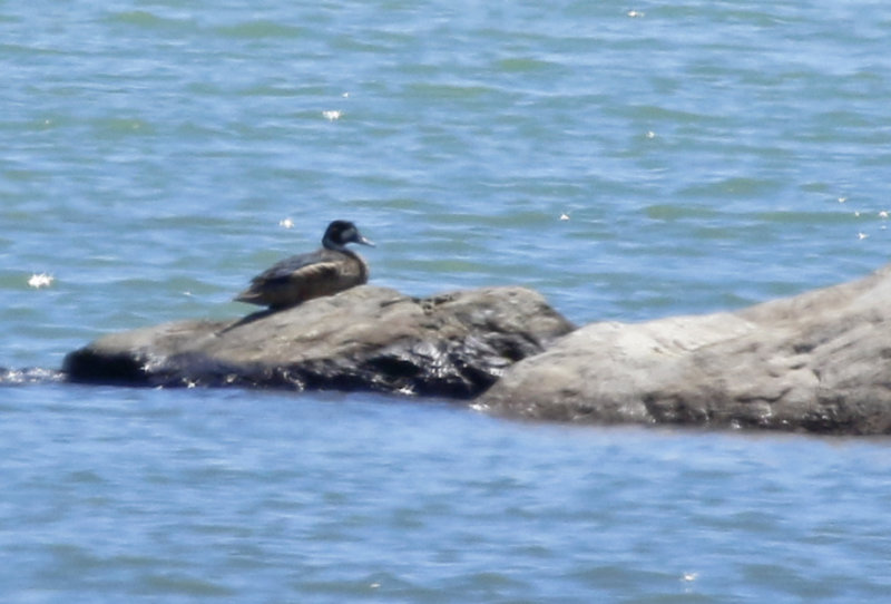 Bronze-winged Duck (Speculanas specularis) Chile - Maule 
