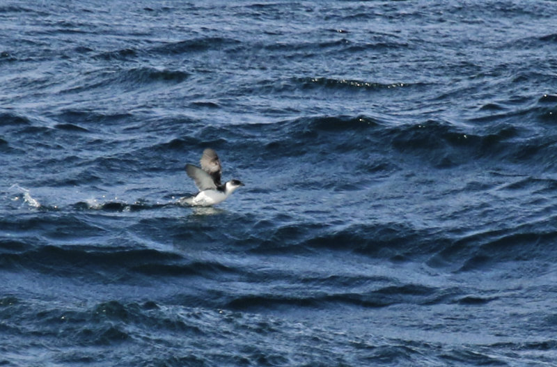 Magellanic Diving Petrel (Pelecanoides magellani) Chile - Patagonia - Punta Arenas