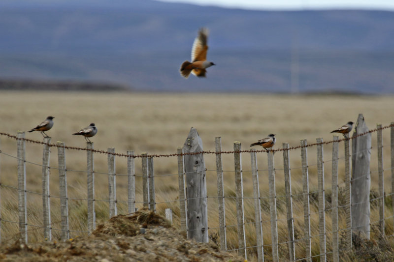 Chocolate-vented Tyrant (Neoxolmis rufiventris) Chile - Patagonia - Tierra del Fuego