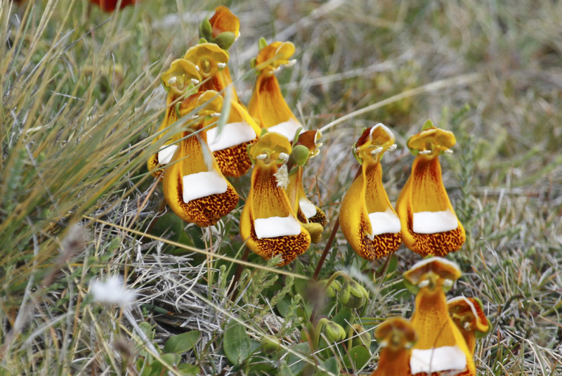 Darwin's slipper (calceolaria uniflora) Chile - Patagonia