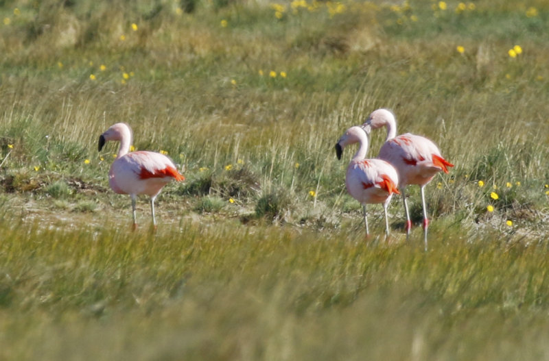 Chilean Flamingo (Phoenicopterus chilensis) Chile - Patagonia