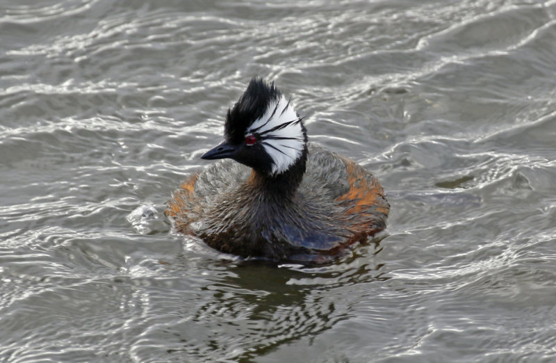 White-tufted Grebe ssp chilensis (Rollandia rolland chilensis) Chile - Punta Arenas - Humedal Tres Puentes