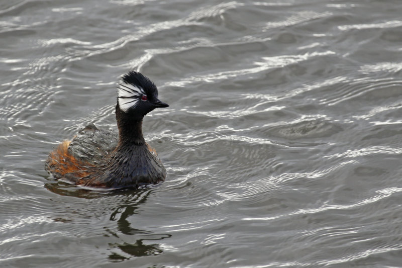 White-tufted Grebe ssp chilensis (Rollandia rolland chilensis) Chile - Punta Arenas - Humedal Tres Puentes