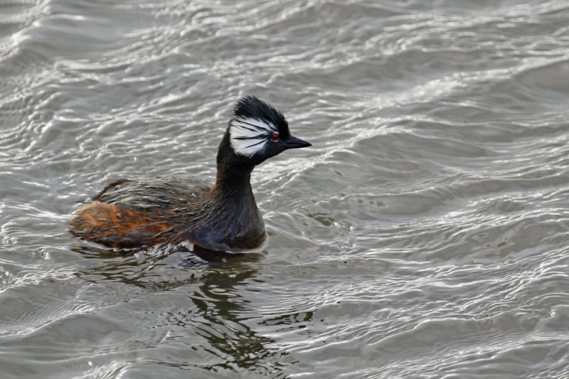 White-tufted Grebe ssp chilensis (Rollandia rolland chilensis) Chile - Punta Arenas - Humedal Tres Puentes