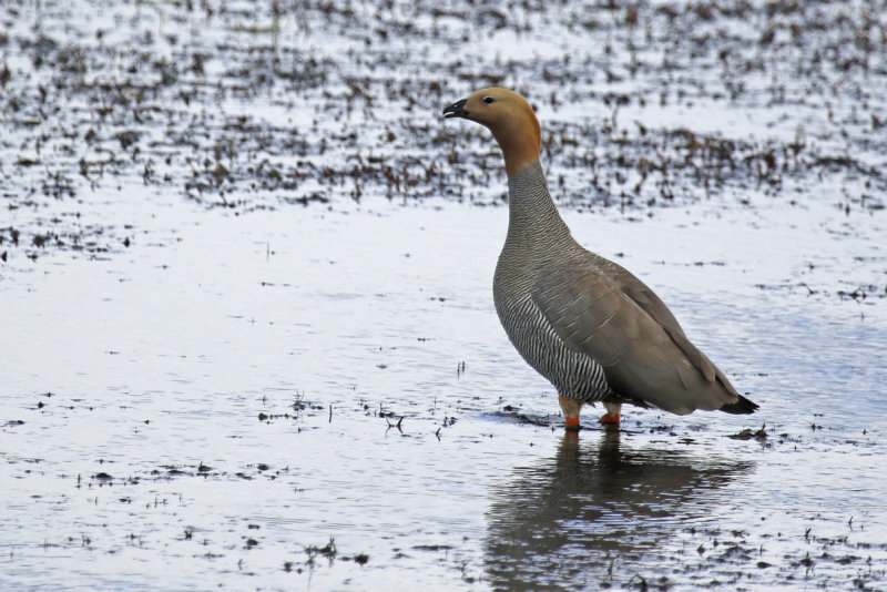 Ruddy-headed Goose (Chloephaga rubidiceps) Chile - Punta Arenas - Humedal Tres Puentes