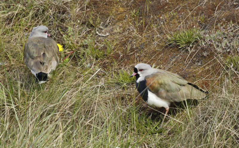 Southern Lapwing (Vanellus chilensis fretensis) Chile - Punta Arenas - Humedal Tres Puentes