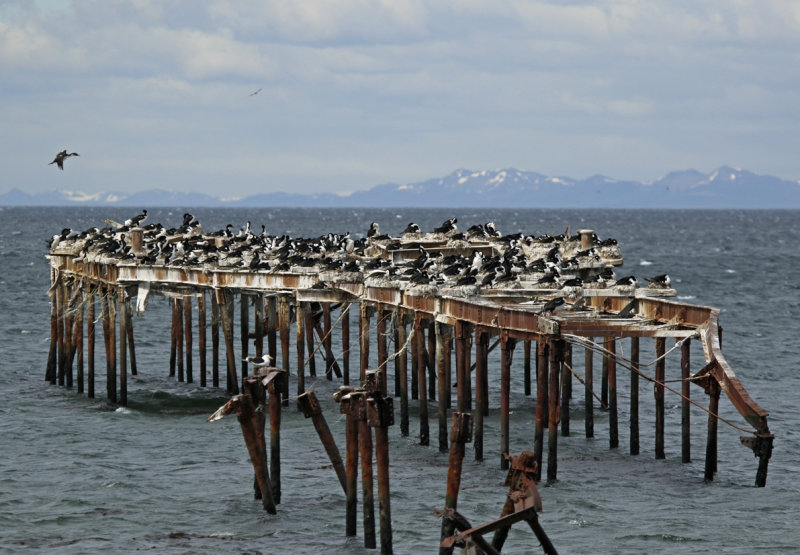 Imperial Shag (Leucocarbo atriceps) Chile - Patagonia - Punta Arenas