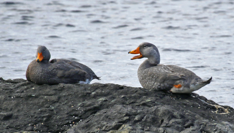Flightless- or Fuegian Steamer Duck (Tachyeres pteneres) Chile - Patagonia