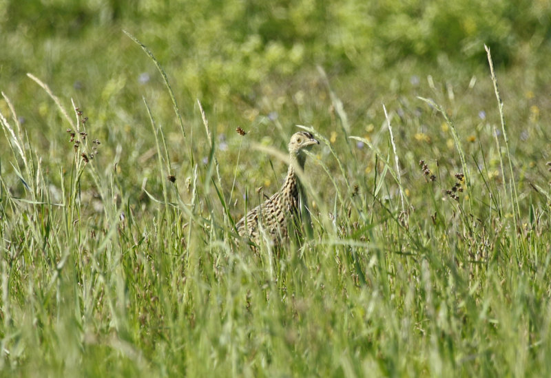 Spotted Nothura (Nothura maculosa)