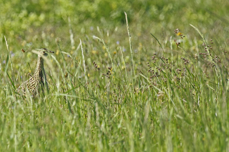 Spotted Nothura (Nothura maculosa) Argentina - Entre Rios