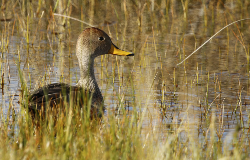 Yellow-billed Pintail (Anas georgica spinicauda) Chile - Torres del Paine NP