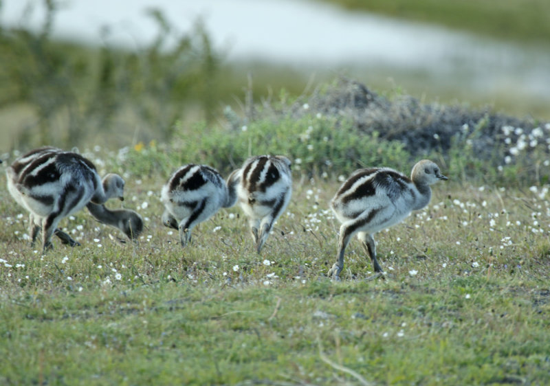 Lesser Rhea ssp pennata (Rhea pennata pennata) Chile - Torres del Paine NP