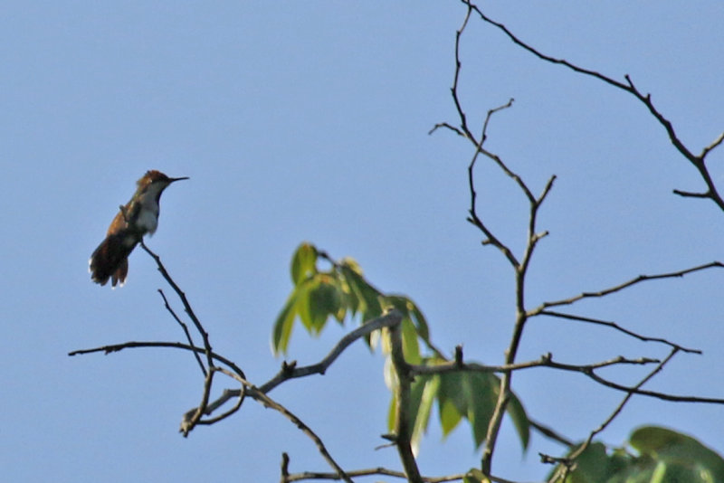 Ruby-topaz Hummingbird (Chrysolampis mosquitus) Suriname - Para, Powakka