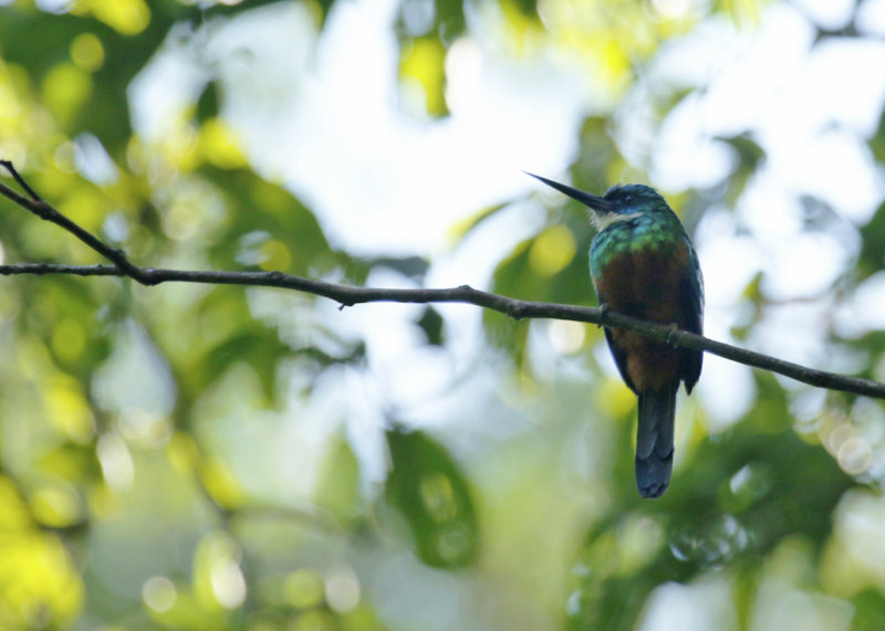 Green-tailed Jacamar (Galbula galbula) Suriname - Commewijne, Peperpot Nature Reserve
