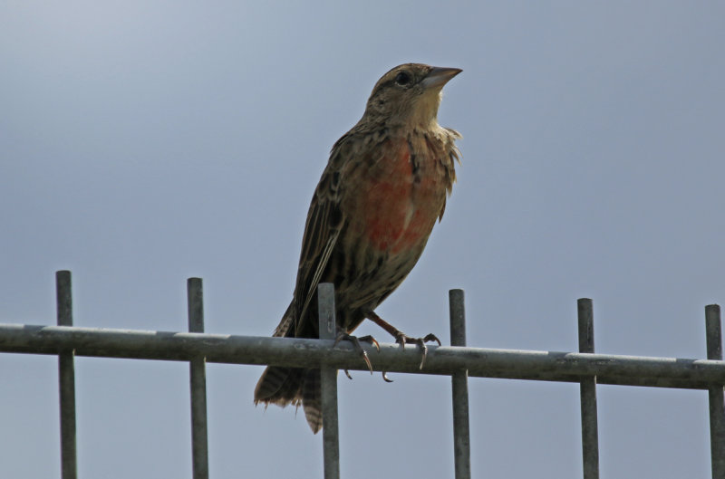 Red-breasted Blackbird (Leistes militaris)