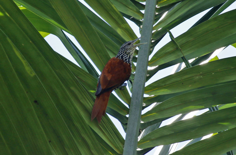 Point-tailed Palmcreeper (Berlepschia rikeri) Suriname - Airport 