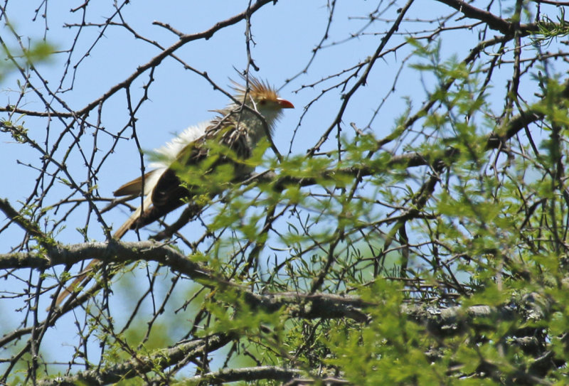 Guira Cuckoo (Guira guira) Argentina - Entre Rios