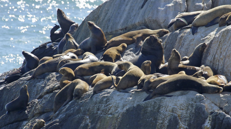 South American Sea Lion (Otaria byronia)
