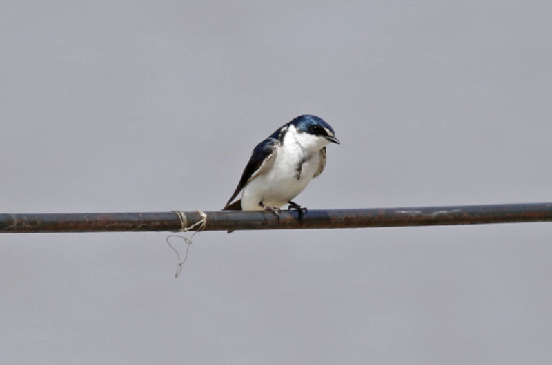 White-rumped Swallow (Tachycineta leucorrhoa) Argentina - Entre Rios