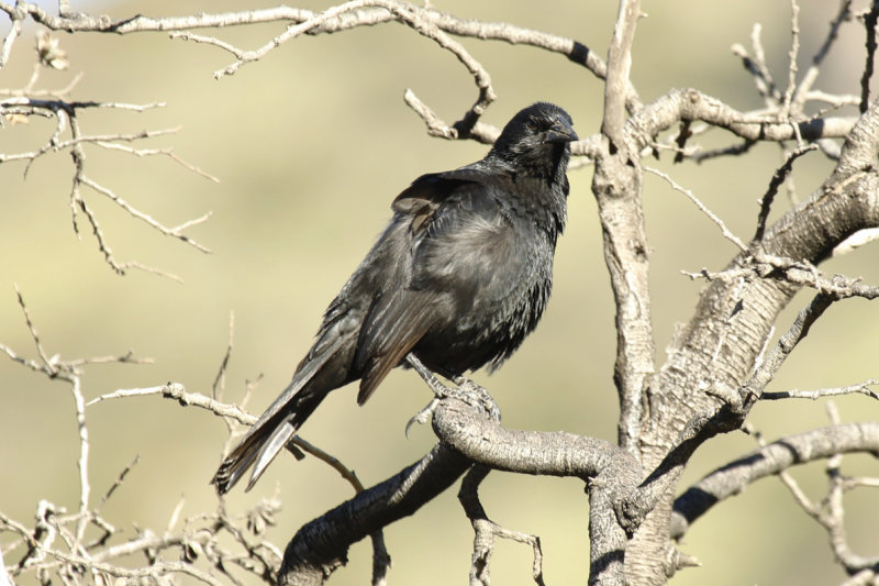 Austral Blackbird (Curaeus curaeus) Chile - Región Metropolitana - Farrelones