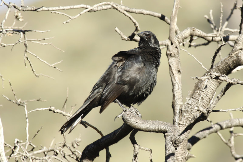 Austral Blackbird (Curaeus curaeus) Chile - Región Metropolitana - Farrelones