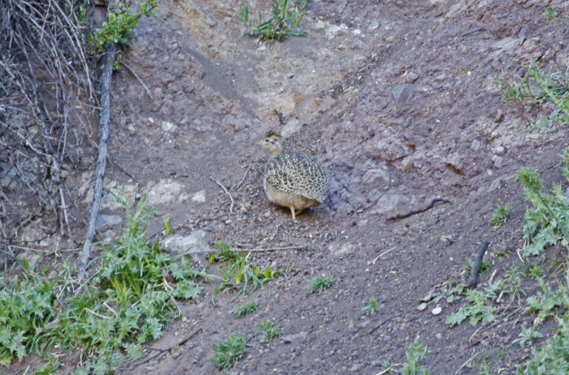 Chilean Tinamou (Nothoprocta perdicaria) Chile - Región Metropolitana 