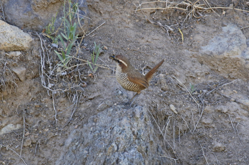 White-throated Tapaculo (Scelorchilus albicollis albicollis) Chile - Región Metropolitana, Farellones