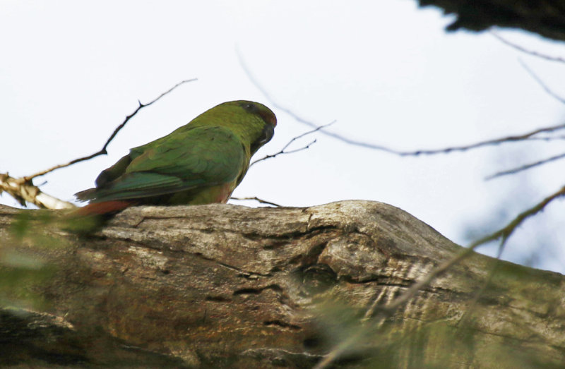 Austral Parakeet (Enicognathus ferrugineus) Chile - Maule - Altos del Lircay National Park