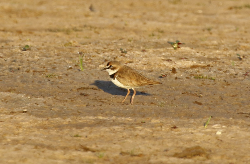 Collared Plover (Anarhynchus collaris) Chile - Región Metropolitana - Laguna de Batuco