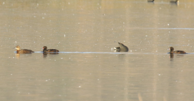 Black-headed Duck (Heteronetta atricapilla) Chile - Región Metropolitana - Laguna de Batuco