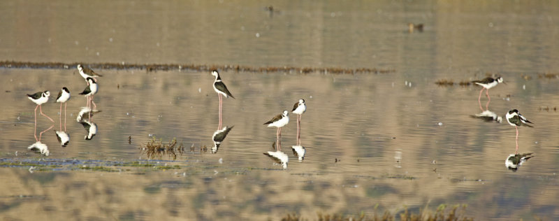 White-backed Stilt (Himantopus melanurus) Chile - Región Metropolitana - Laguna de Batuco