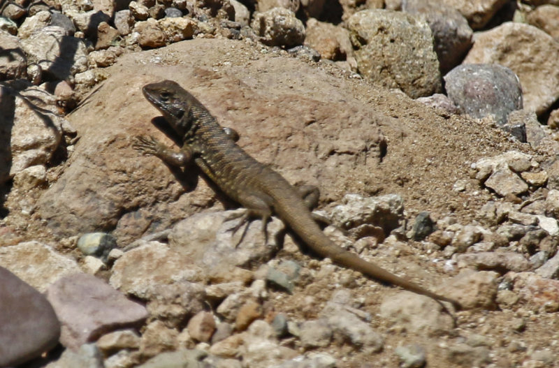 Mountain Tree Iguana (Liolaemus montanus) Chile - Región Metropolitana - Farrelones