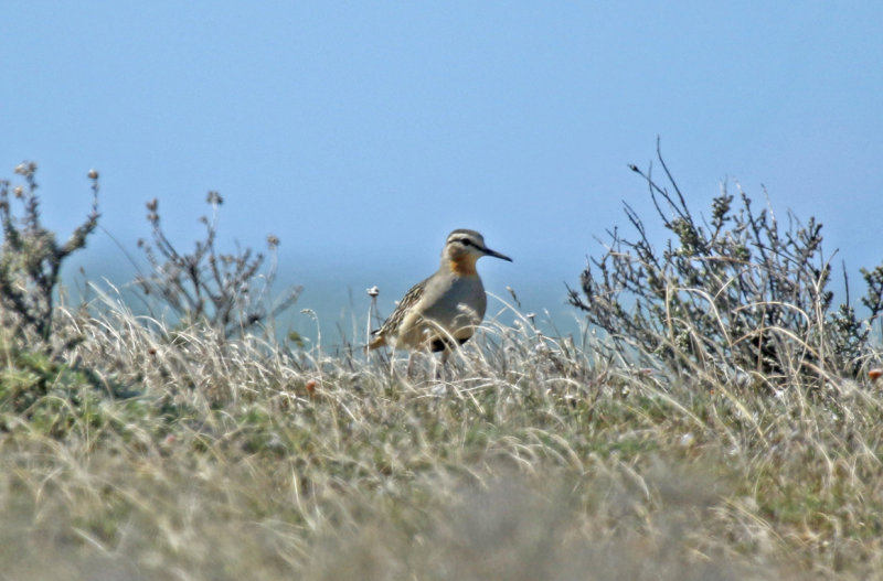 Tawny-throated Dotterel (Oreopholus ruficollis) Chile - Patagonia