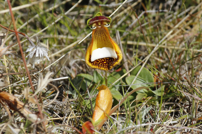 Darwin's slipper (calceolaria uniflora) Chile - Patagonia