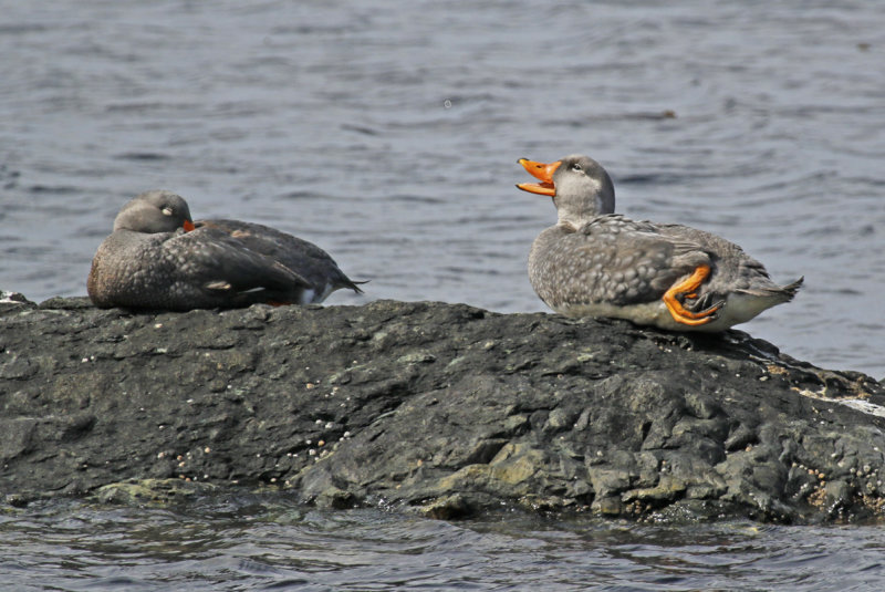 Flightless- or Fuegian Steamer Duck (Tachyeres pteneres) Chile - Patagonia