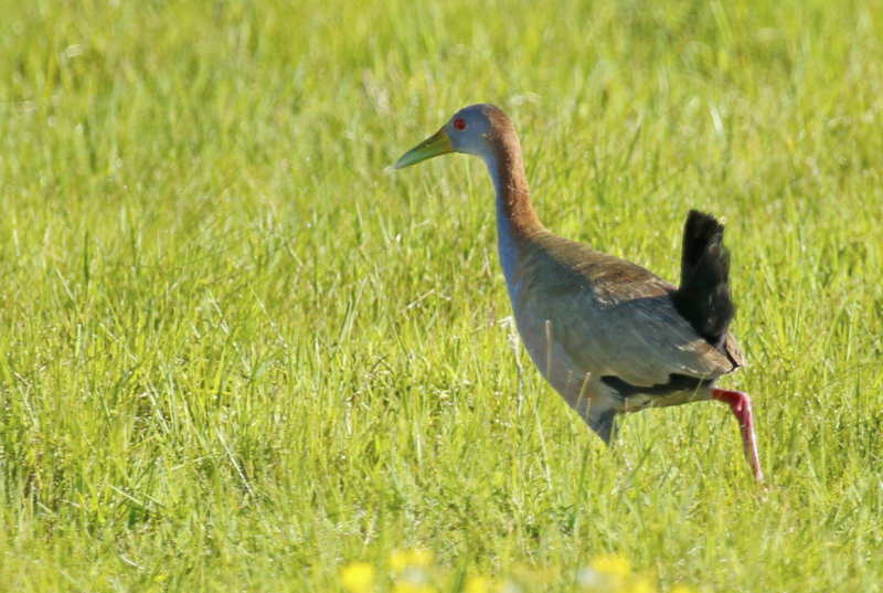 Giant Wood Rail (Aramides ypecaha) Argentina - Entre Rios, Ceibas