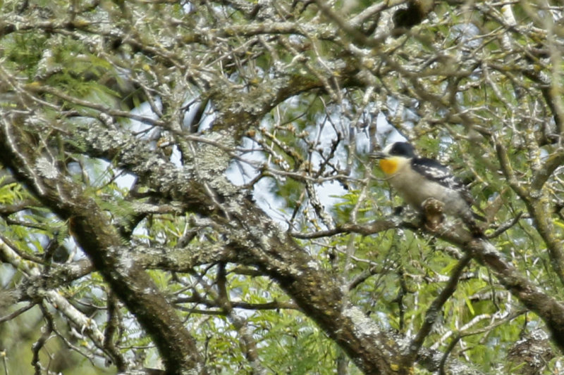 White-fronted Woodpecker (Melanerpes cactorum) Argentina - Entre Rios 