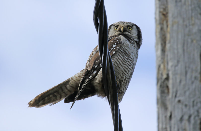 Northern Hawk-Owl (Surnia ulula) Finland, Lumijoki