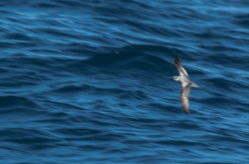 De Filippi's Petrel, Masatierra Petrel (Pterodroma defilippiana) Chile - Pacific Ocean - Valparaiso