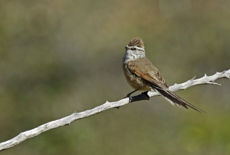 Plain-mantled Tit-Spinetail (Leptasthenura aegithaloides) Chile - Región Metropolitana, Yerba Loca