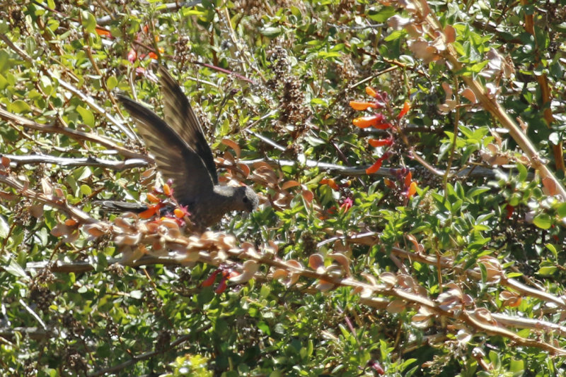 Giant Hummingbird (Patagona gigas) Chile - Región Metropolitana - Farrelones