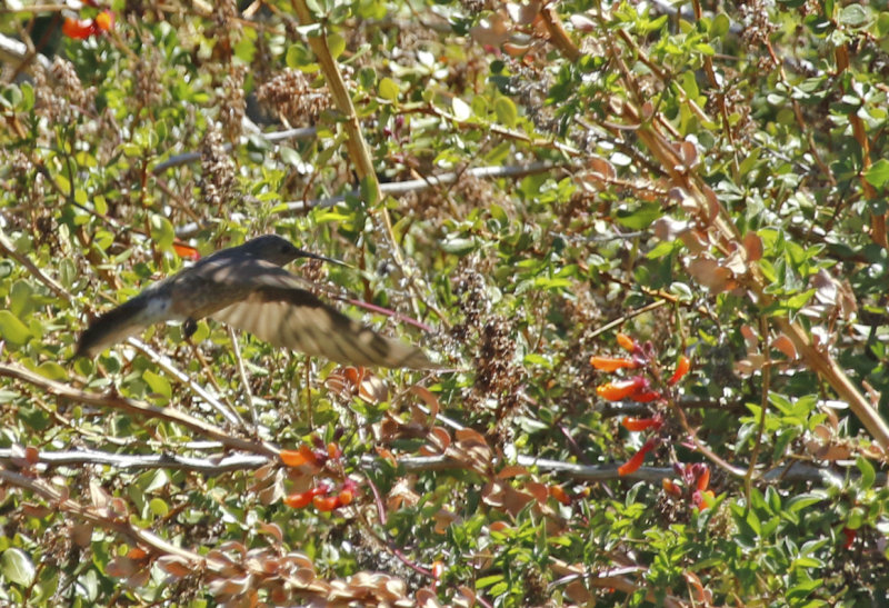 Giant Hummingbird (Patagona gigas) Chile - Región Metropolitana - Farrelones