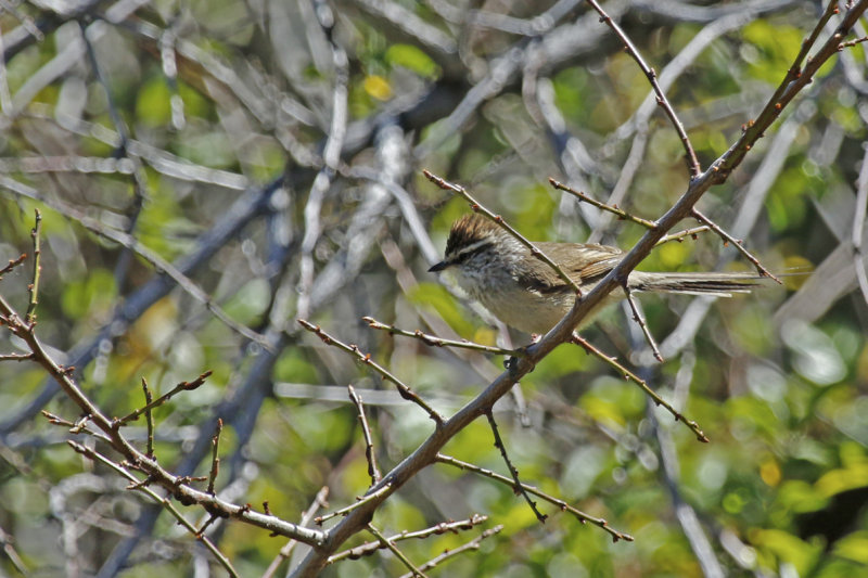 Plain-mantled Tit-Spinetail (Leptasthenura aegithaloides) Chile - Región Metropolitana, Yerba Loca