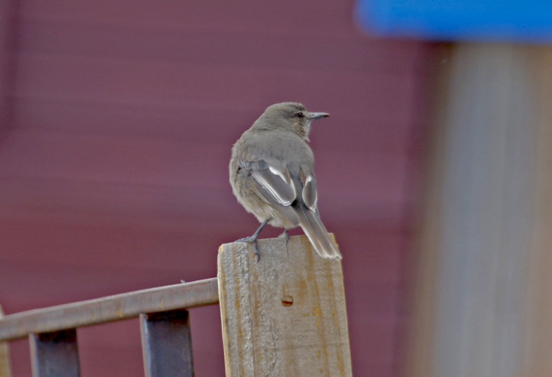 Black-billed Shrike-Tyrant (Agriornis montanus) Chile - Región Metropolitana - Farrelones