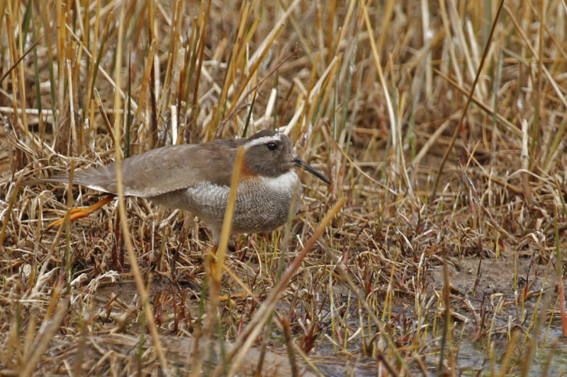 Diademed Sandpiper Plover (Phegornis mitchellii) *female* Chile - Región Metropolitana - El Yeso Vall