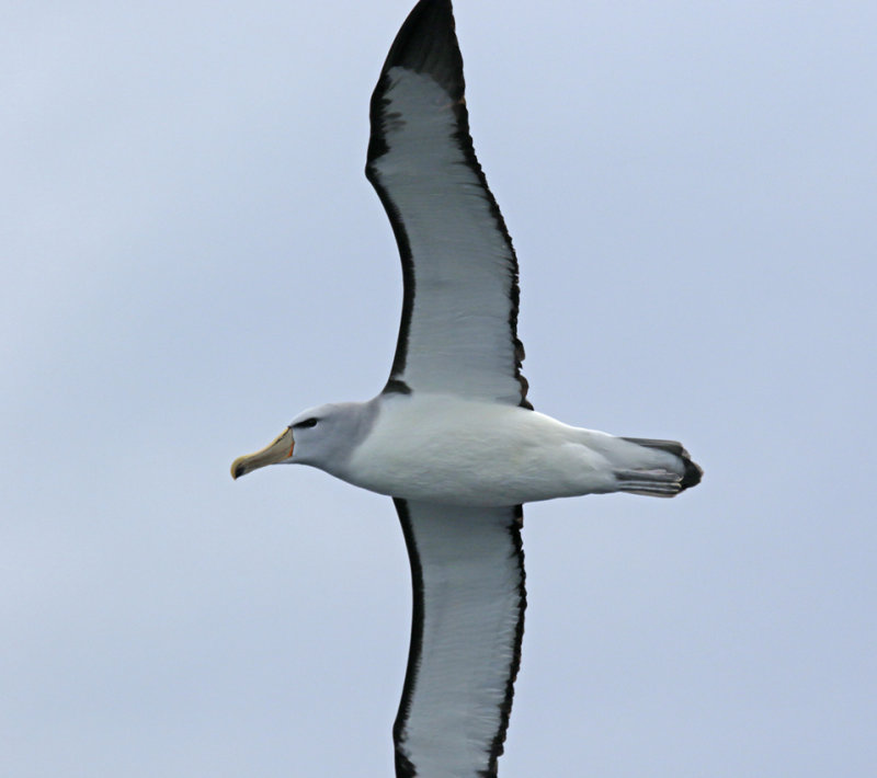 Salvin's Albatross (Thalassarche salvini) Chile - Valparaíso Pelagic Trip