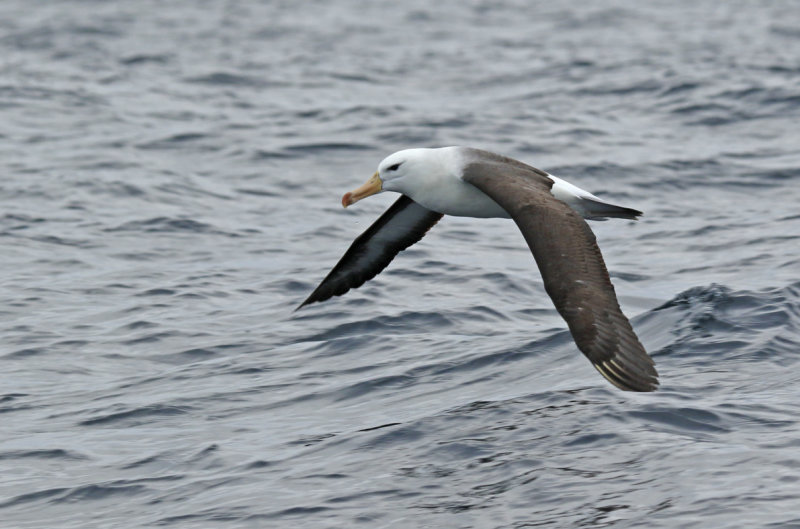 Black-browed Albatross (Thalassarche melanophris) Chile - Valparaíso Pacific Ocean Pelagic Trip